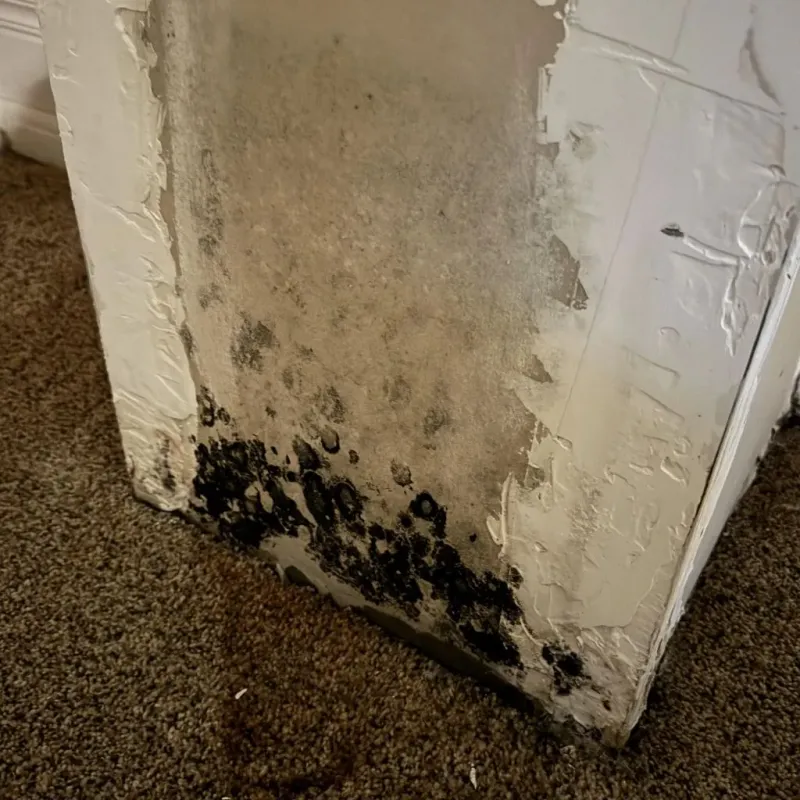 Professional Mold Removal in Pawnee County, OK